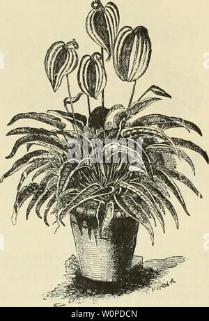 Immagine di archivio da pagina 46 del catalogo descrittivo e listino prezzi. Catalogo descrittivo e listino prezzi : tropicali e semi-tropicali, alberi da frutta, palme, piante ornamentali, orchidee e piante in serra descriptivecata1891seve 0 Anno: 1891 AMARYLLIS. ANTHUKIUM ERZKRlANUM SCH. ANTHURIUM. Tropical aroid piante, alcuni di loro epiphytal, ma tutti potranno crescere in un materiale di incapsulazione di rotture di corteccia, sphagnum in polvere e un po' di terreno. A. crystalliiium. Foglie grandi di luminoso verde vellutato ; i vitigni come argento satinato. $2 ciascuno. A. Scherzerianum. Questo è un molto bello specie ; il fiore spathe è Foto Stock