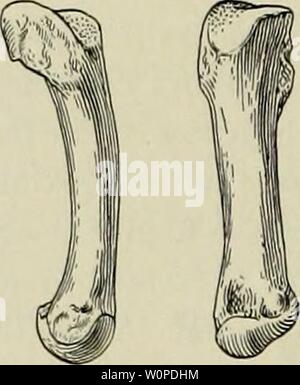 Archivio immagine dalla pagina 47 della descrizione del nuovo carnivori da. Descrizione del nuovo carnivori da Miocene di western Nebraska descriptionofnew45pete Anno: 1910 252 memorie del Carnegie Museum ulations ; le due estremità prossimale sono quelle piccole indistinto sfaccettature che articolano, uno con la testa dell'astragalo e gli altri (vicino alla superficie plantare) con l'navicular. Questa curiosa caratteristica delle articolazioni nella zona tarsica ossa è abbastanza inusuale ed è anche trovata nel Daphcenus ed a un grado inferiore in Hoplophoneus, come il sig. Hatcher osservato nel suo studio ("l'Oligocene Canidae", p. 91). In Foto Stock