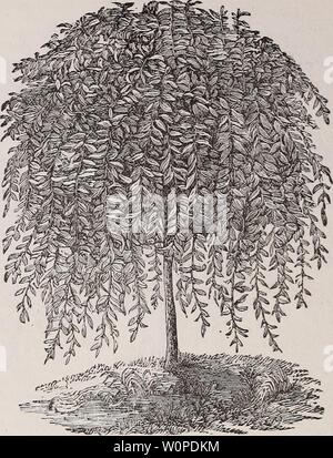 Immagine di archivio da pagina 47 del catalogo descrittivo di frutta e. Catalogo descrittivo di frutta e di alberi ornamentali, sempreverdi, vigne, arbusti, bulbi, &c., descriptivecatal1881stor Anno: 1881 45 KILMARNOCK salice piangente. {Descrizione pagina successiva. Decidui alberi di pianto. Ash-(iraxinus.) Unione piangendo (excelsior pendula.)-una vigorosa coltivatore rapido, con rami stout, &xy cospicua ; richiede un grande spazio. GOLDEN ABBAIATO piangendo (aurea pendula.)-una bella varietà; corteccia di una tonalità dorata in inverno. Mountain Ash-(Pyrus Sorbus.) piangendo (aucuparia pendula.)-un bellissimo albero, wit Foto Stock