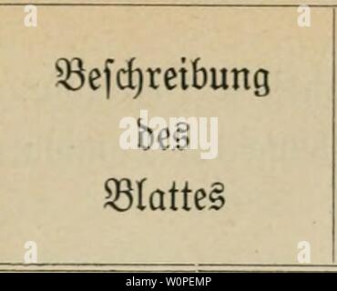 Immagine di archivio da pagina 52 del der Vento als Faktor pflanzenpathologischer. Der vento als Faktor pflanzenpathologischer derwindalspflanz00Berna Anno: 1907 4Â" 3 m 41 Sirf)tlage unb S3Cr= fjalten beÂ§ latteS im SBinbe @QCÂ§'fd)e obprobe. -Se FÃ¤rbung ber Samina 10 @ef)r bÃ¼nne, groe Ârf)atten blÃ¤tter. Sttipatfens parviflora. 95erfuc 9k. 20. DIormal. j Â®isti(mÃ¤bunfelblau ig. S)ie nad) 3 Â"Stunben anÂ"' Â®te gut beleud)teten Steile geroelfte Âpreit nimmt ber Âpreite f)enblau. S)ic Derfd)iebene Sagen ge fcleit beleuchteten galten gen bie Sonne un. 1 ftnb roei. Â Sie Spreite ftirbt btÂ§ auf eini Foto Stock