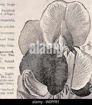 Immagine di archivio da pagina 57 del Catalogo descrittivo delle verdure, fiori. Catalogo descrittivo di verdure, fiori e semi di fattoria Descriptivecata00Weeb Anno: 18uu Foto Stock