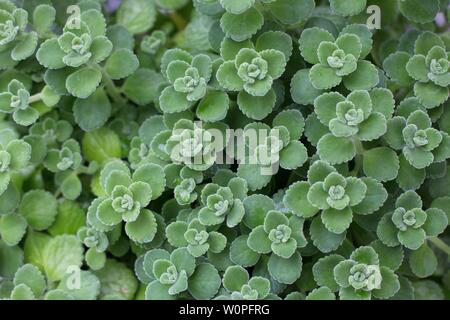 Plectranthus amboinicus - "Origano cubano' impianto. Foto Stock