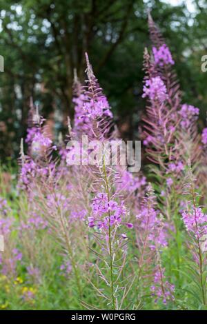 Chamaenerion - 'fireweed' impianto. Foto Stock