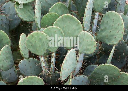 L' Opuntia phaeacantha - 'Deserto ficodindia' Foto Stock