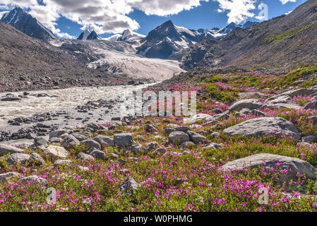 Il ghiacciaio di Sofia, montagne, fiume bianco e rosa luminoso fiori di Ivan-tea (Chamaenerion) su pietre in estate giornata di sole Foto Stock