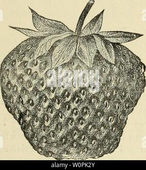 Immagine di archivio da pagina 74 del catalogo descrittivo della frutta, ombra,. Catalogo descrittivo della frutta, ombra e alberi ornamentali : roses, arbusti, piante, ecc descriptivecatal1893ranc Anno: 1893 piccoli frutti. 71 Sharpless. (H.) frutta molto grande; carne ferma, dolce con un aroma delicato. Foto Stock