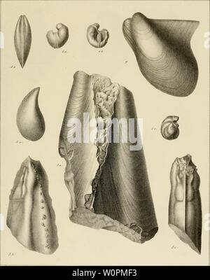 Immagine di archivio da pagina 86 di descrizione des mollusques fossiles qui Foto Stock