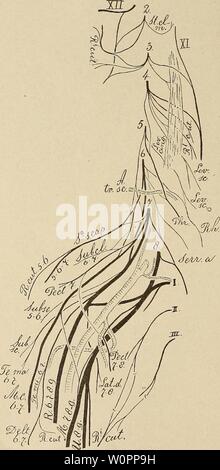 Immagine di archivio da pagina 109 del plesso Der cervico-brachialis der Primaten. Der plexus cervico-brachialis der Primaten derplexuscervico00bolk Anno: 1907 (162) 472 Cervicalnerven , die je einen Verbindungsast zum Ramus descendens des N. hypoglossus oechicken. Fig. 32. Der MuSC- sterno-cleido- mastoi'deus ist auch bei diesem Halbaffen nur aus dem 2en cer- vicalnerven in- nervirt, essere- kommt keinen desN Ast. acces- sorius. Dieser Nerv nimmt auf seinem Wege zum M. trapezius zwei Wurzeln auf aus den 3en und 4en Cervi- calnerven , der erstere zieht über den M. le- vator cinguli hinwesr. der letz- tere Foto Stock