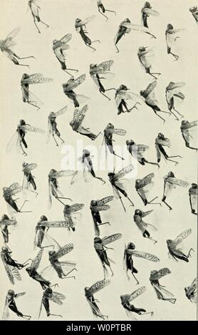 Immagine di archivio da pagina 133 di Der Ornithologische Beobachter (1902). Der Ornithologische Beobachter derornithologisc09ahimè Anno: 1902
