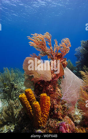 Paesaggio sottomarino di Bloody Bay Coral Testa, Little Cayman, Mar dei Caraibi Foto Stock