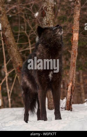 Black Wolf in inverno i boschi Foto Stock