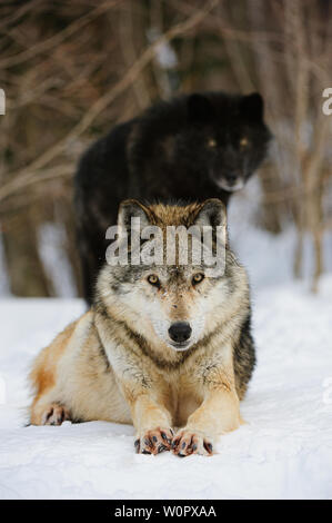 Lupi grigi in inverno la neve a preservare in Ontario, Canada Foto Stock