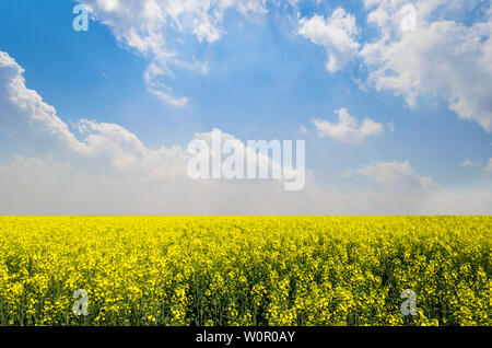 Vista di colza/canola field sotto luminoso cielo nuvoloso Foto Stock