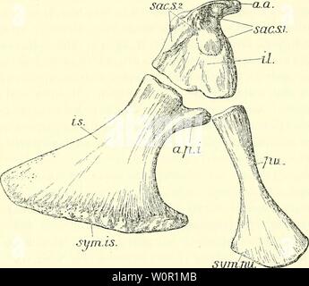 Immagine di archivio da pagina 204 di un catalogo descrittivo del. Un catalogo descrittivo dei rettili marini della Oxford argilla. Basato sulla collezione di Leeds nel British Museum di storia naturale), Londra .. descriptivecatal02brit Anno: 1910 METEIOEHYNCHUS. 175 Confine dell'ileo e un buon aspetto concavo costituente la parte inferiore dell'acetabolo. Il processo anteriore {a.p.i.) è quasi circolare in sezione e termina in una superficie convessa che non reca chiaramente definito sfaccettatura sia per l'ileo o l'estremità superiore del pube ; probabilmente molto la cartilagine è stato sviluppato in questa regione. Il pu Foto Stock