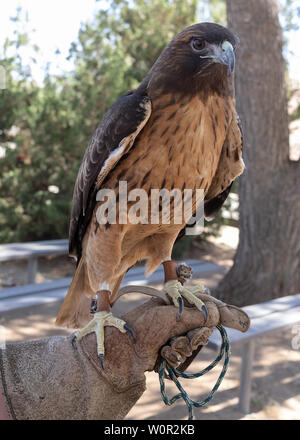 Immagine che mostra un ferito red-tailed hawk a Vasquez Rocks Area Naturale e Centro Natura. Foto Stock