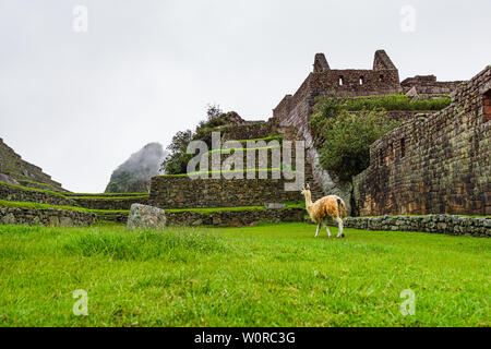 Llama camminando attraverso le rovine di Machu Picchu, Perù Foto Stock