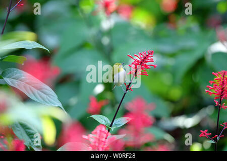 Fiori e uccelli foto, verde scuro ruggine-eyed bird con pollo corona letto jazz Foto Stock