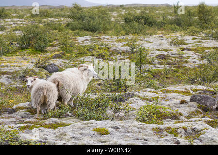 Islandschaf, Islandschafe, Island-Schaf, Island-Schafe, Schafe auf Isola, Schafrasse, Icelandic Sheep, Islanda Foto Stock