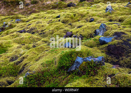 Eldhraun campo di lava, il flusso e la cresta ricoperta di muschio verde in Islanda Foto Stock