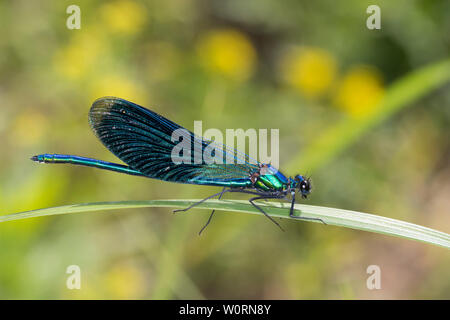 Gebänderte Prachtlibelle, Prachtlibelle, Pracht-Libelle, Männchen, Calopteryx splendens, Agrion splendens, nastrati blackwings, agrion nastrati, nastrati de Foto Stock