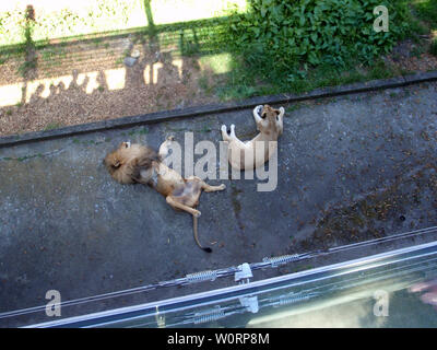 San Francisco - Giugno 13, 2009: Maschio e femmina Lions si appoggia allo Zoo di San Francisco. Foto Stock