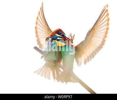 Unica Coppia di uccelli colorati con ben ali spiegate Foto Stock