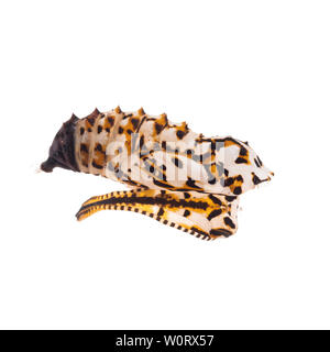 Crisalide vuota, pupa di Melitaea didyma, the spotted fritillary o rosso-band fritillary. Isolato su bianco. Foto Stock