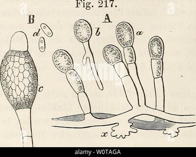 Immagine di archivio da pagina 639 di Der baum (1860). Der baum derbaum00scha Anno: 1860 314 Pilze, Honiglhau. selben abstirbt. Der Traubenpilz) dagegen (oidio Tuckeri) keimt und lebt auf der gesunden Oberhaut der jungen Beere und des Blattes und hängt sich mit besonderen Heft- organen un dieselben (Fig. 217), um von ihren gesunden Säften zu zehren; er stirbt erst Wenn die Oberhaut vertrocknet, worauf nach dem Klima und der Wit- terung Der Tod der Beere und der Blätter in längerer oder kürzerer Zeit und unter ver- schiedenen Erscheinungen er- folgt. - Die Krautkrankheit der Kartoffel Folge ist e Foto Stock