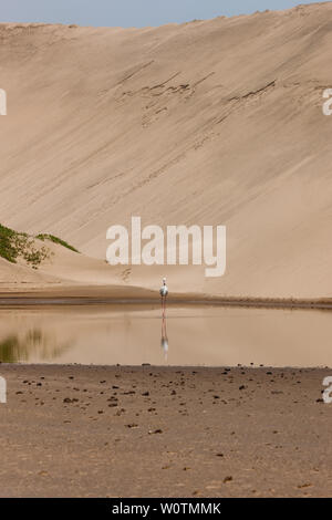 Un Lone flamingo guadare in un pool, Sandwich Bay, Namibia Foto Stock