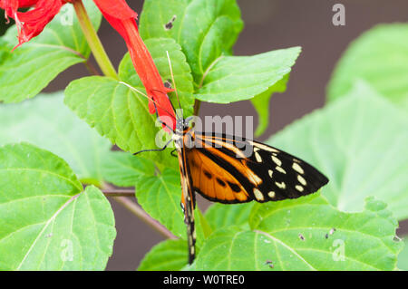 Passione butterfly, Heliconius mangiare a un fiore. Foto Stock