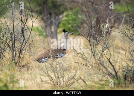 Kori Bustard - Ardeotis kori, di massa grande uccello dalle savane africane, il Parco Nazionale di Etosha, Namibia. Foto Stock