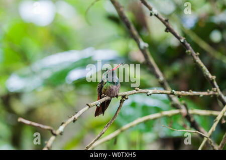 Verde (Hummingbird Trochilidae) si siede su un ramo, cloud forest, Ecuador. Foto Stock