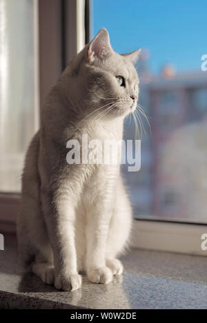 Cat breve gradiente argento Foto Stock