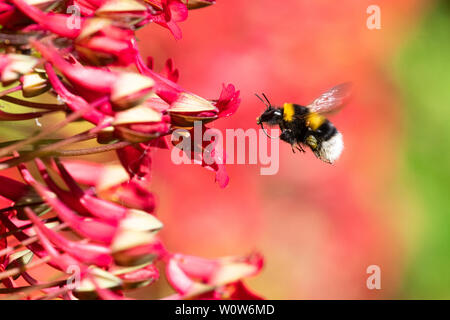 Buff-tailed Bumblebee volando verso una fiamma nasturtium (Tropaeolum speciosum) fiore nel giardino del Regno Unito Foto Stock