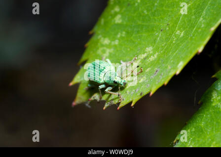 Verde metallizzato curculione Foto Stock