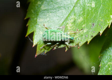 Verde metallizzato curculione Foto Stock