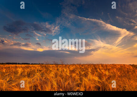 Asciugare campo di grano con cielo drammatico, siccità condintions con calore Foto Stock