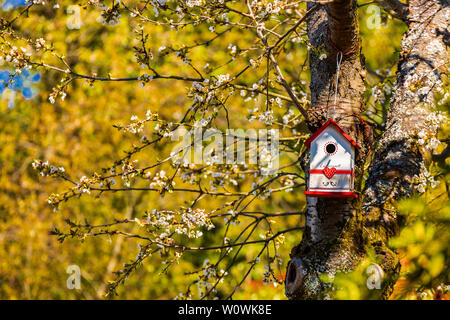 Kirschbaum mit Nestkasten im Frühjahr. Ciliegio con scatola di nido in primavera. Foto Stock