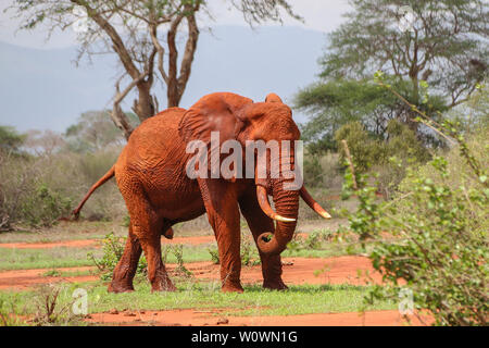 Magnifiche bull elephant nel parco nazionale orientale di Tsavo, Kenya Foto Stock