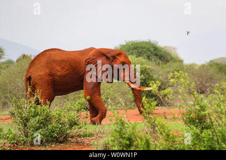 Magnifiche bull elephant nel parco nazionale orientale di Tsavo, Kenya Foto Stock