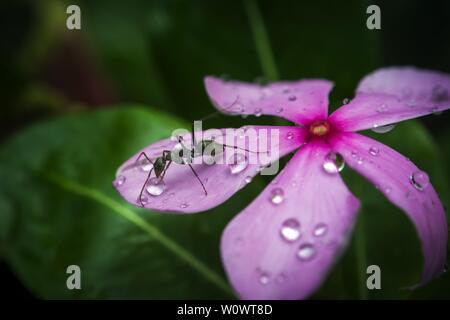 Black ant acqua potabile drop da un fiore Foto Stock