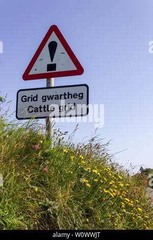 Un gallese bilingue inglese e il cartello stradale di avvertimento di una prossima griglia di bestiame, su una strada del paese con fiori d'estate Foto Stock