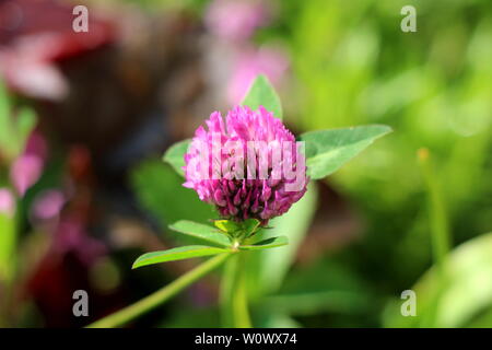 Trifoglio di trifoglio o singola completamente aperto rosa in fiore a forma di sfera circondata di fiori con foglie verdi e altre piante in giardino locale Foto Stock