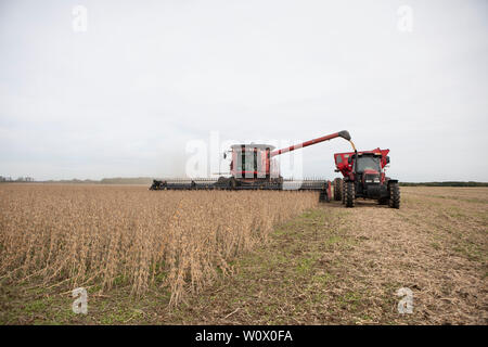 (190628) -- Pechino, 28 giugno 2019 (Xinhua) -- contadini raccolgono i fagioli di soia in Rosario, Argentina, 2 maggio 2019. (Xinhua/Martin Zabala) Foto Stock