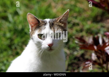 Curioso domestico gatto bianco con piccole patch grigio sulla parte superiore della testa e gli occhi verdi di guardare direttamente la fotocamera che posano per una foto circondato con piante Foto Stock