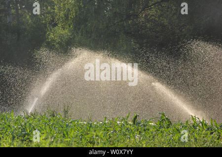 Spruzzando acqua in luce opposta, venendo da un sistema di irrigazione. Per piante di mais. Impianto sprinkler ad acqua. Foto Stock