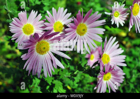 Un vicino la foto di un mazzetto di rosa scuro fiori di crisantemo con centri di colore giallo e bianco suggerimenti su i loro petali. Foto Stock