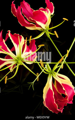 Tre fiori di un rosso Gloriosa Lily Foto Stock