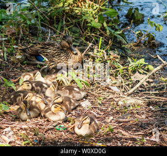 Undici baby anatroccoli posa accanto alla loro madre sul lato di un lago in una spazzola del sole. Foto Stock