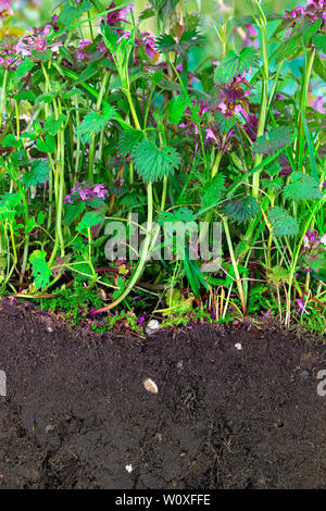 La giungla di pungente e morti di ortiche con terriccio Foto Stock